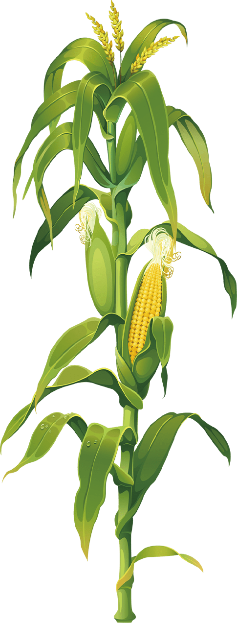 Maize plant